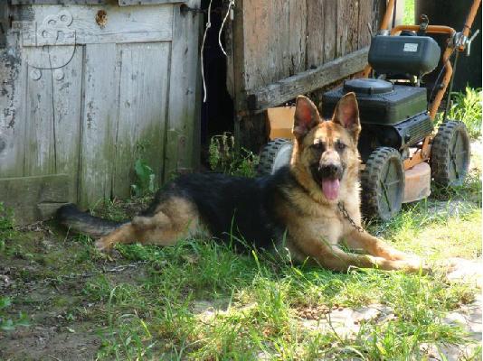 german shepherd